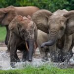 The Best Activities for Your Malaysia Road Trip Including Bathing Baby Elephants